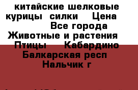 китайские шелковые курицы (силки) › Цена ­ 2 500 - Все города Животные и растения » Птицы   . Кабардино-Балкарская респ.,Нальчик г.